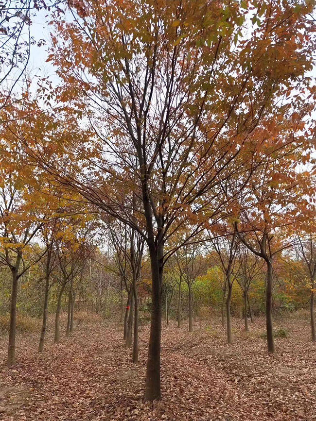 紅櫸樹