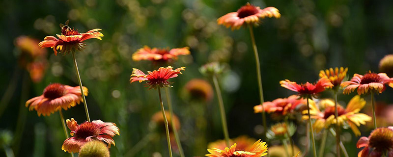 松果菊