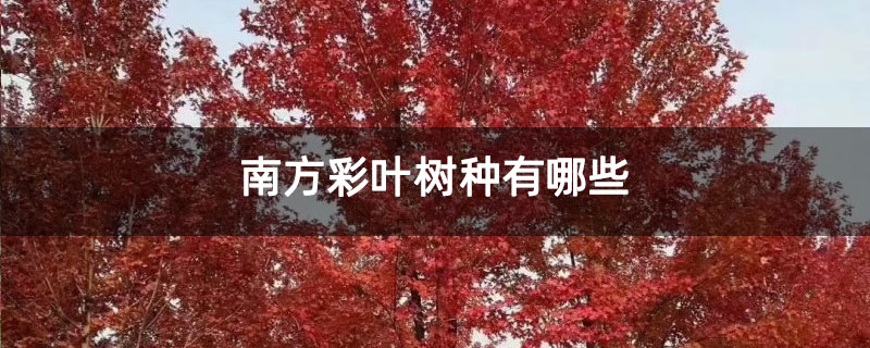南方彩葉樹(shù)種有哪些