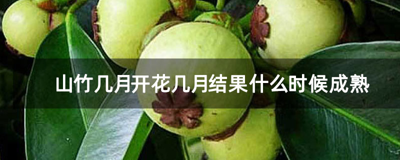 山竹幾月開(kāi)花幾月結(jié)果什么時(shí)候成熟 山竹幾月開(kāi)花幾月結(jié)果什么時(shí)候成熟