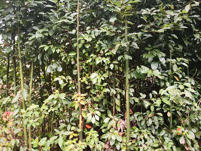 香樟樹苗