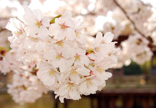 櫻花