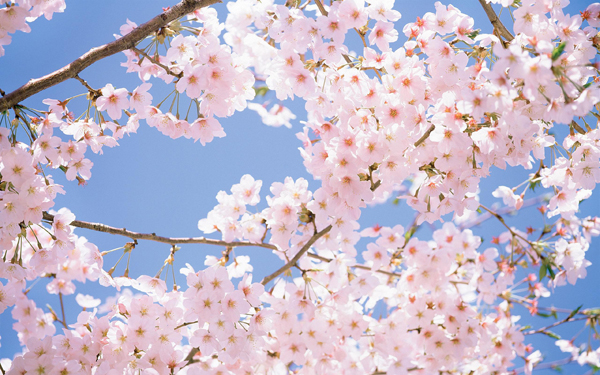 櫻花