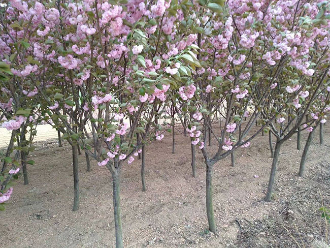 櫻花多少錢(qián)一棵?2020年櫻花樹(shù)價(jià)格行情
