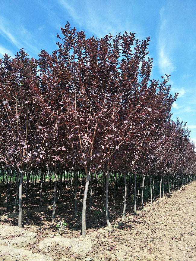 紅葉李怎么育苗?紅葉李的育苗方法