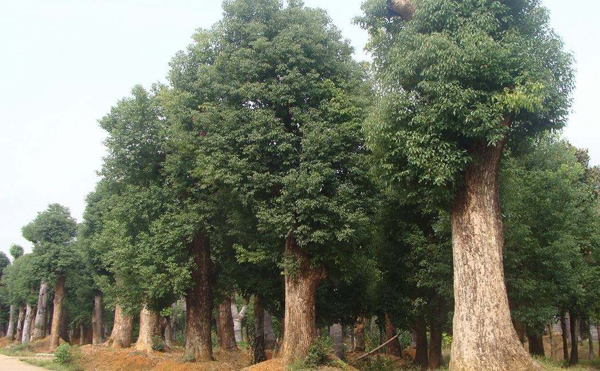 香樟樹
