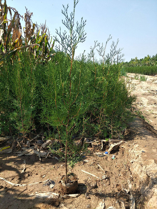 側柏苗種植間距多少?側柏苗種植方法