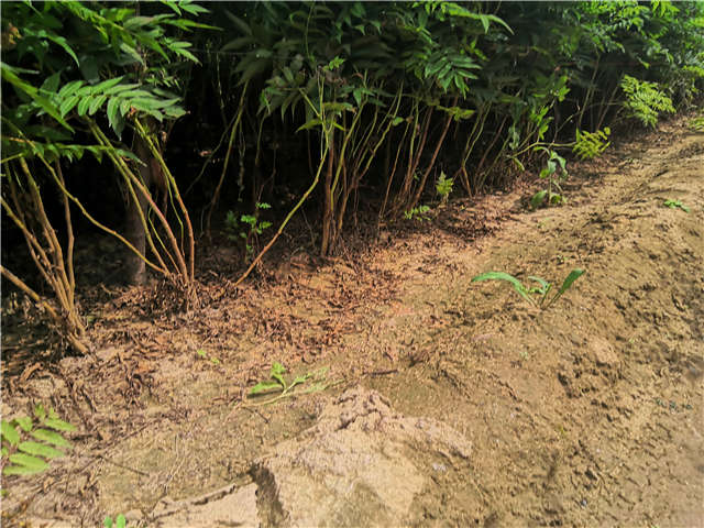 沭陽長景園林珍珠梅種植基地實拍圖片