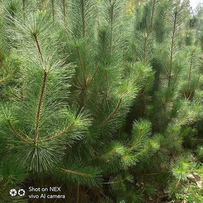 馬尾松多少錢一棵?2020年馬尾松價格最新價格