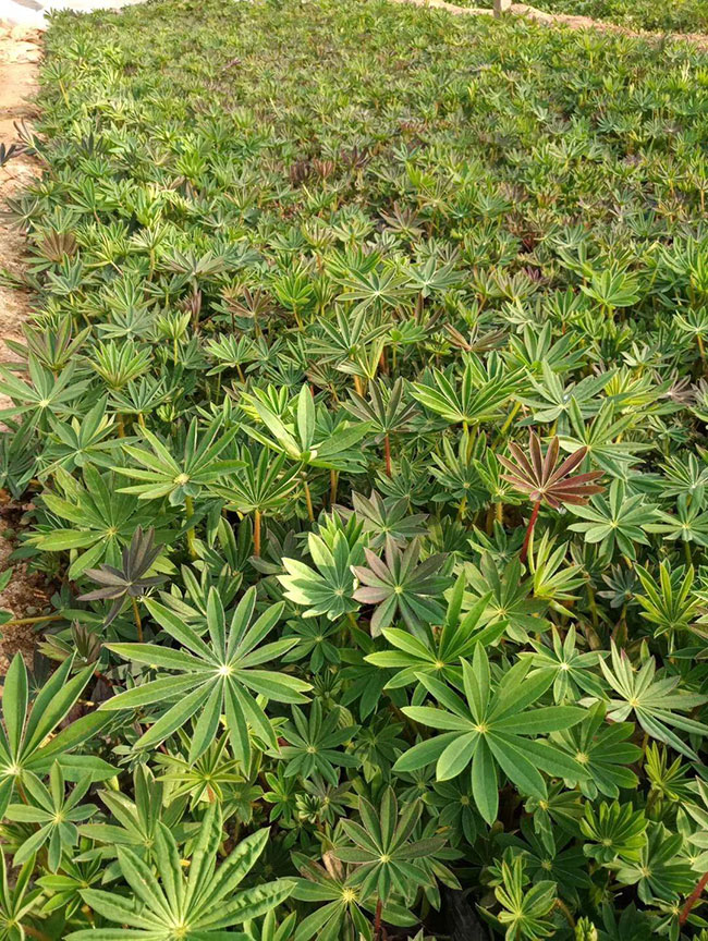 魯冰花