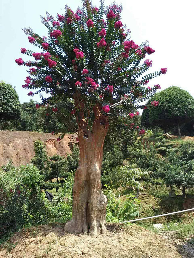 苗木造型