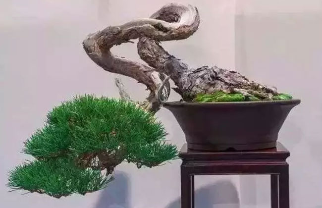 苗木造型