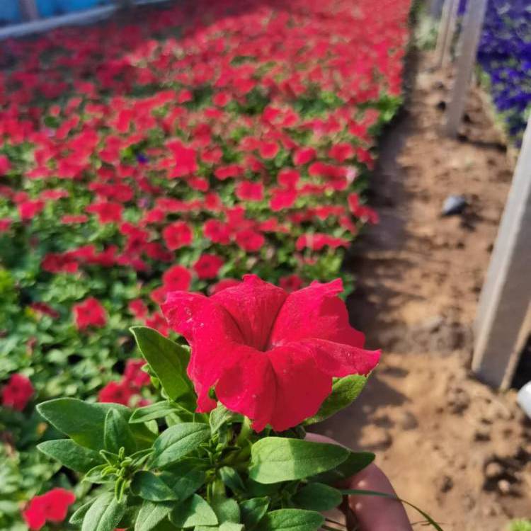 大紅色喇叭花 大紅色喇叭花